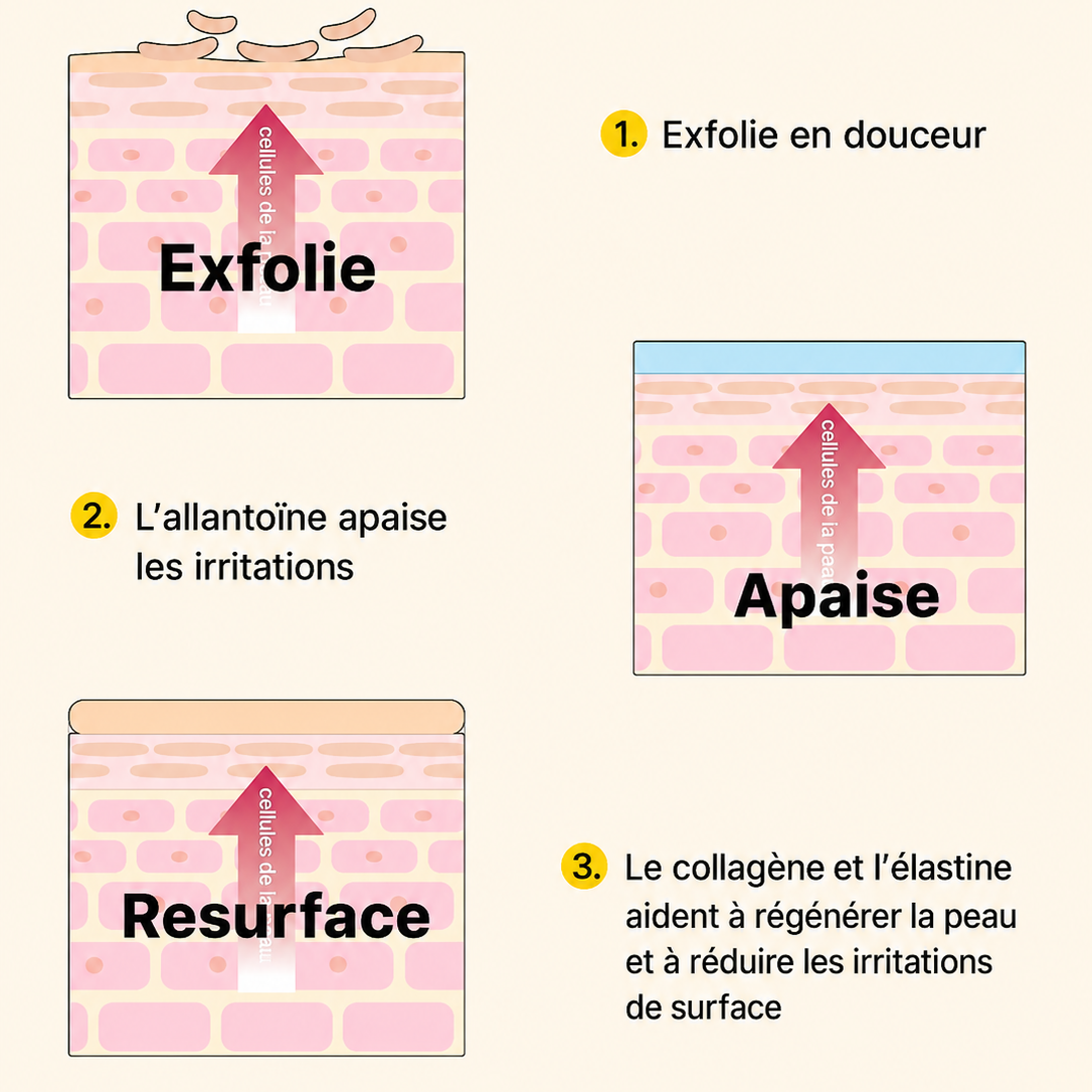 Diagram explaining the mechanism of snail secretion filtrate action on skin